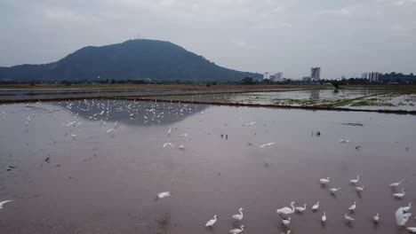 Beautiful-white-crane-fly-in-a-rice-field-at-Bukit-Mertajam,-Penang.